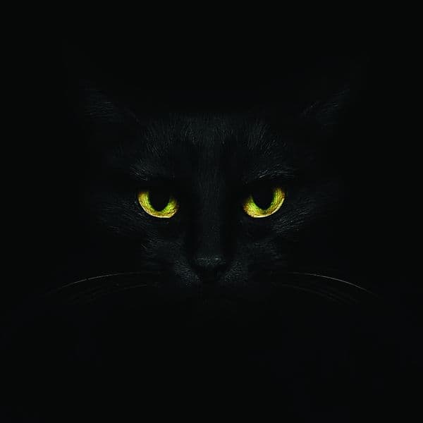 Black Cat